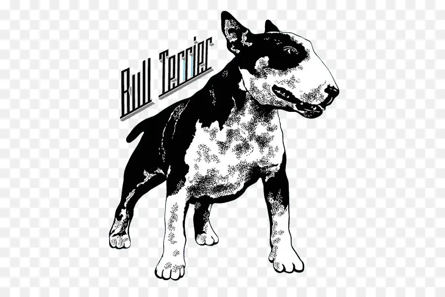 Bull Terrier，Tshirt PNG