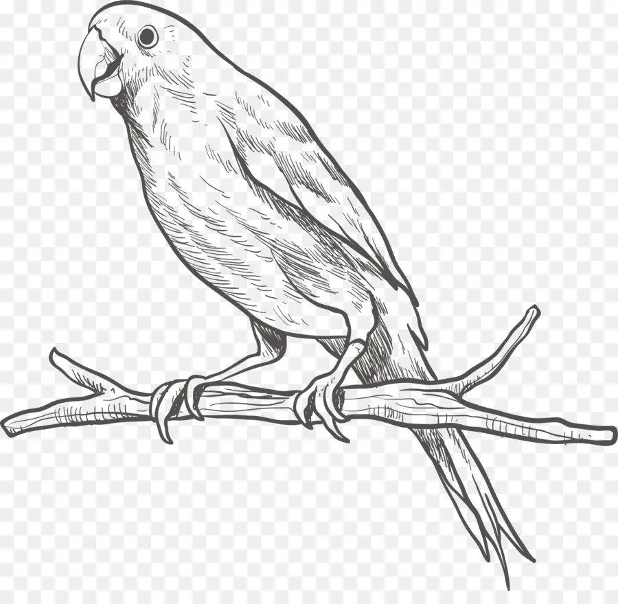 Papagaio，Aves PNG