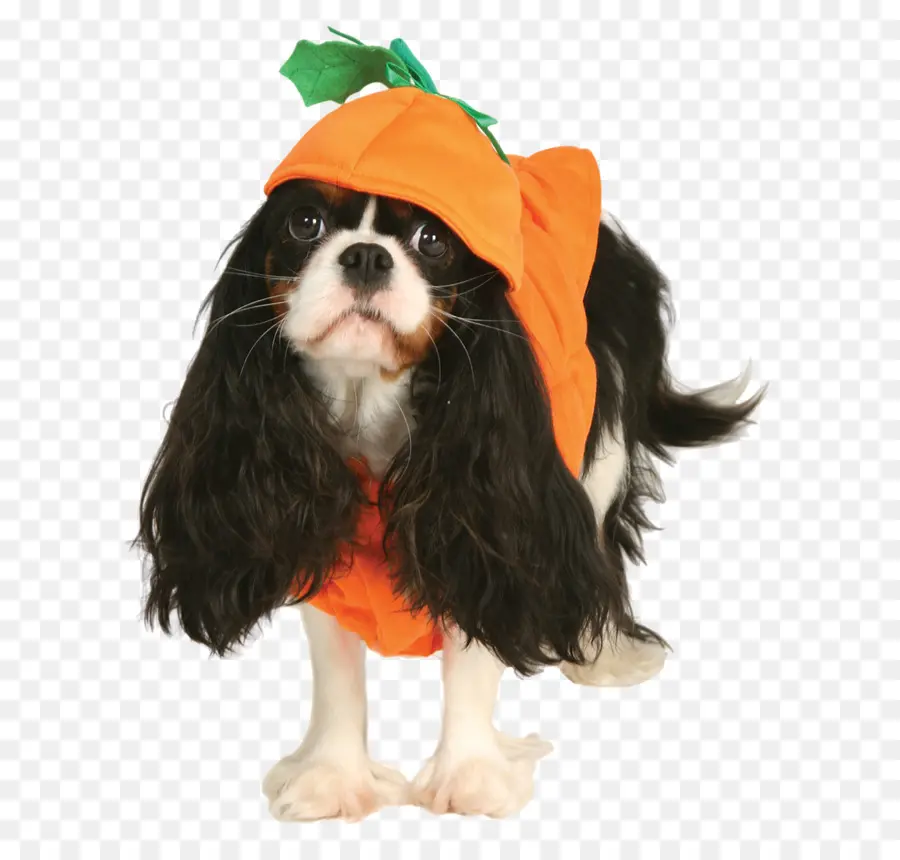 Cavalier King Charles Spaniel，King Charles Spaniel PNG