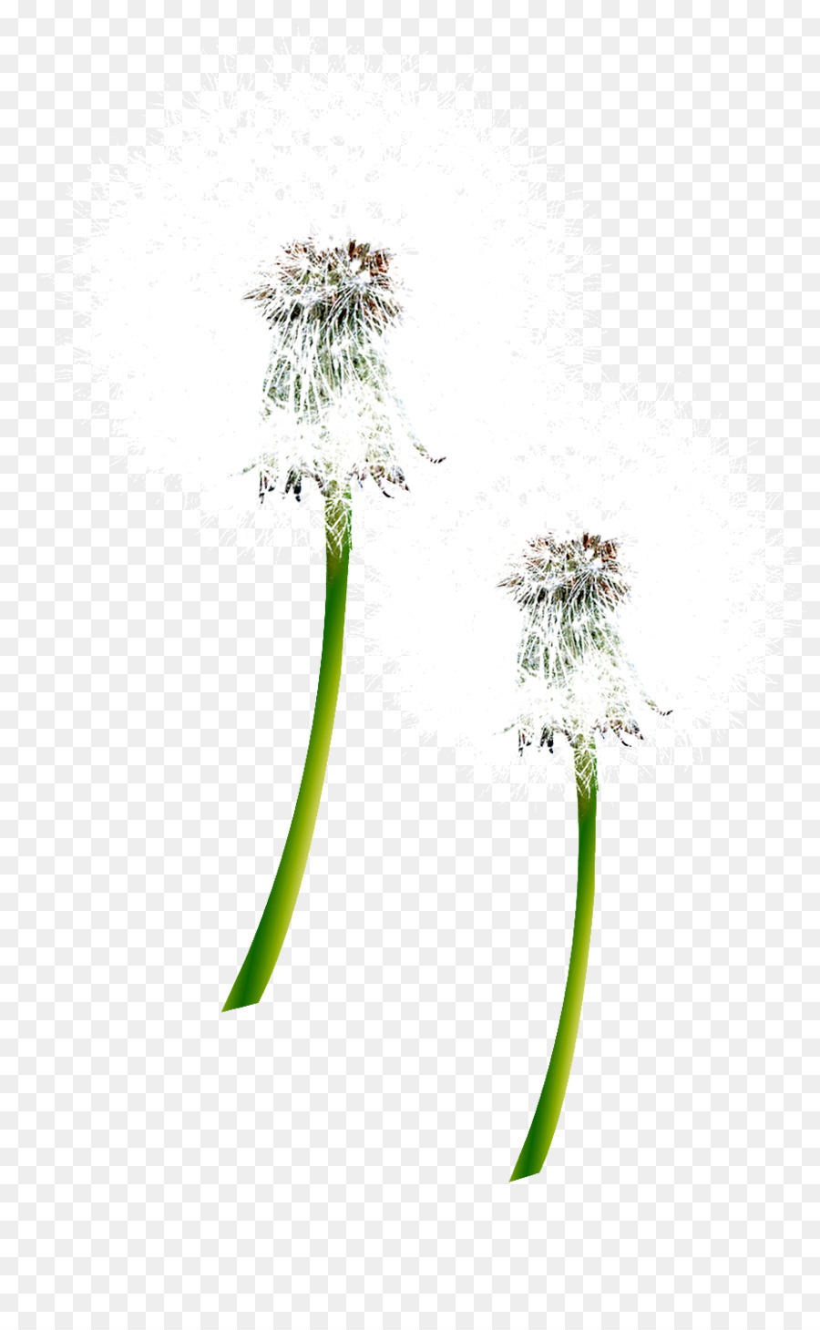 Dentes De Leão，Flor PNG