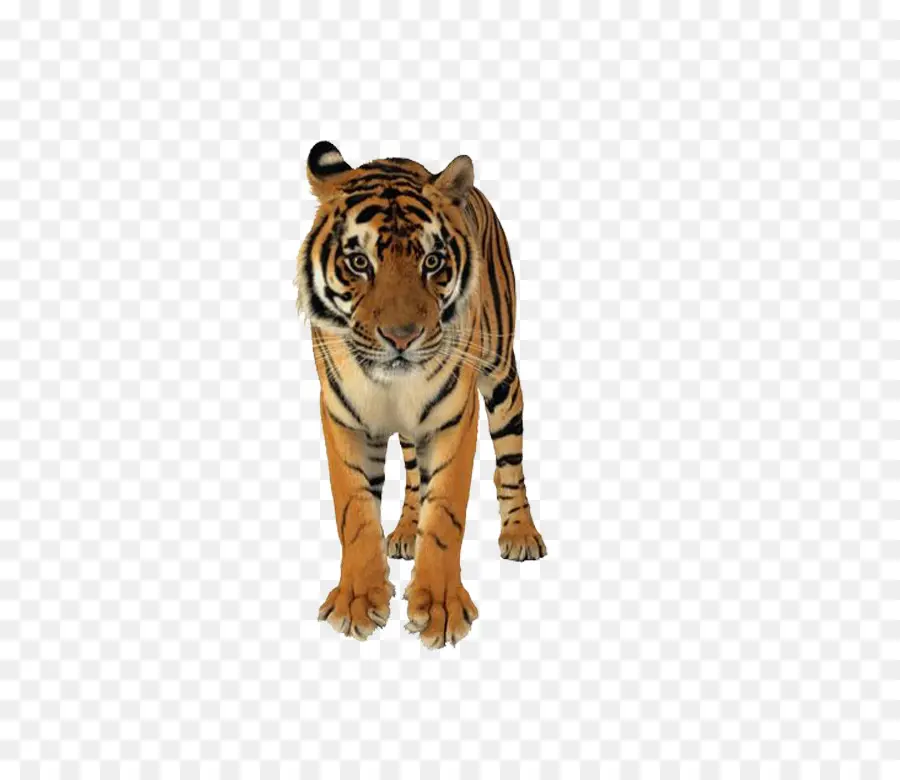 Tigre Andante，Animais Selvagens PNG