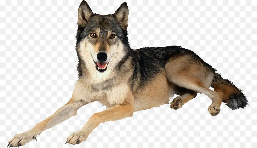 Cão，Arctic Wolf PNG