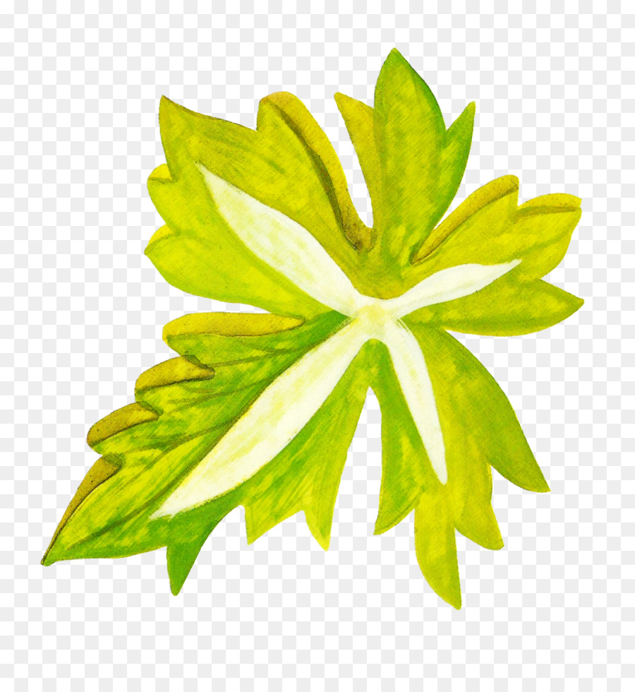 Folha，Verde PNG