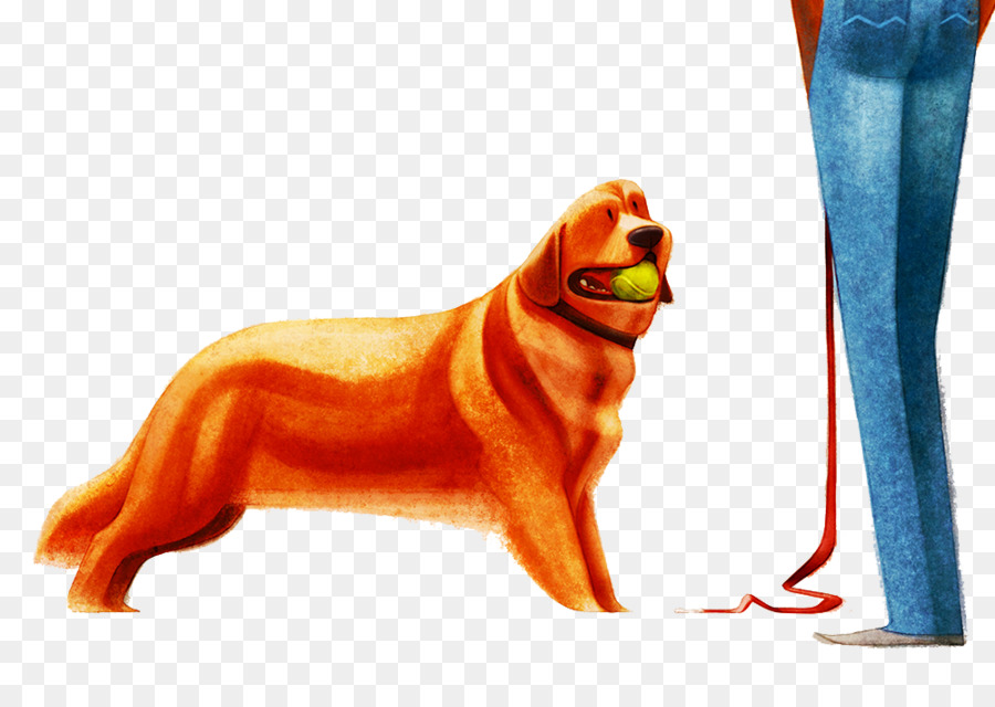 Golden Retriever，Cachorro PNG