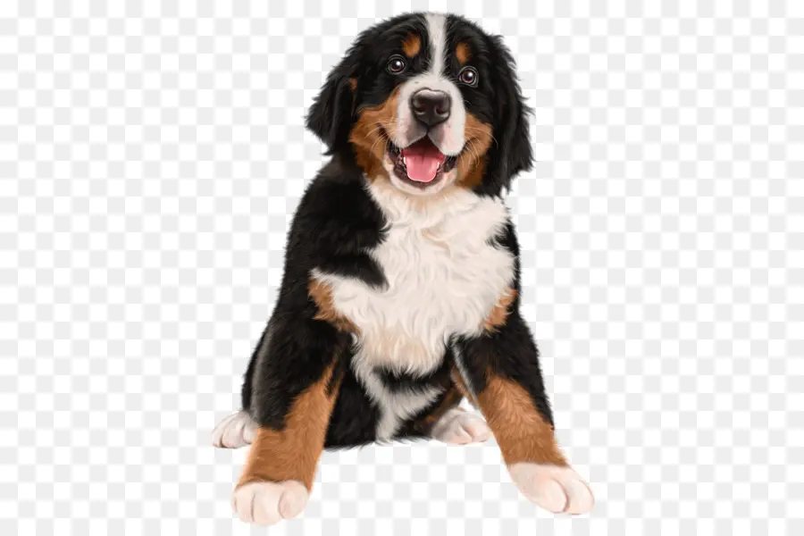 Bernese Mountain Dog，Filhote De Cachorro PNG