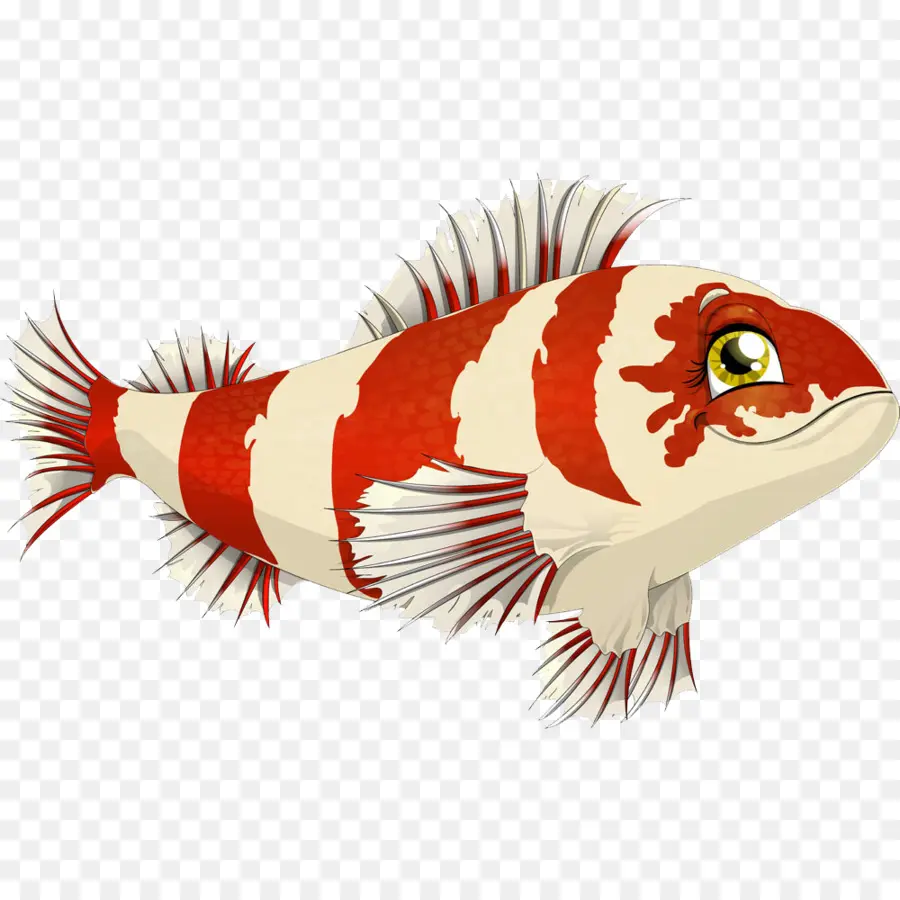 Peixe Vermelho E Branco，Aquático PNG