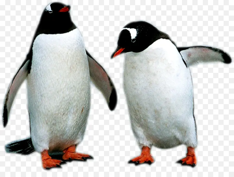 Pinguins，Pássaros PNG