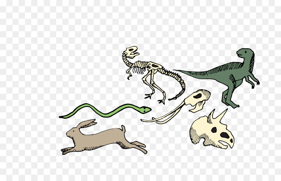 Esqueletos De Animais，Ossos PNG