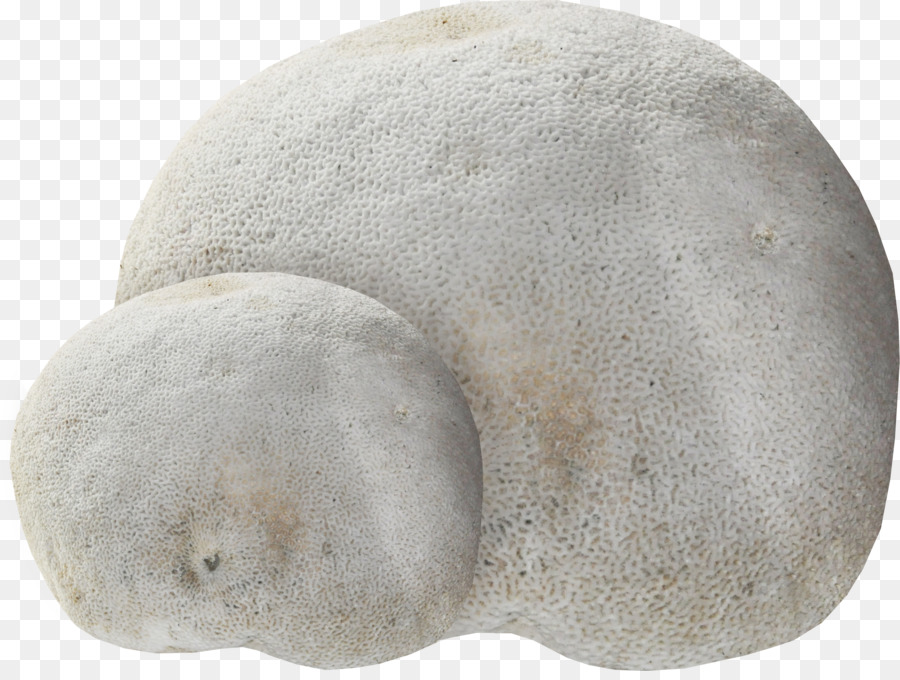 Coral，Branco PNG