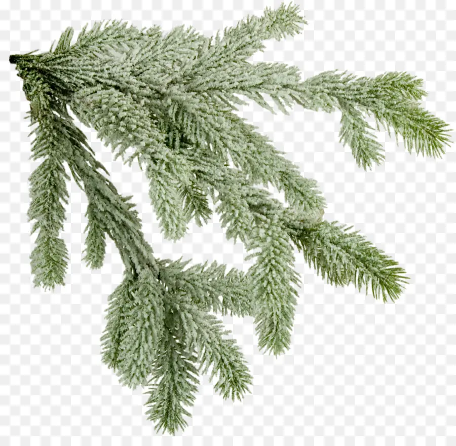 Norway Spruce，árvore PNG