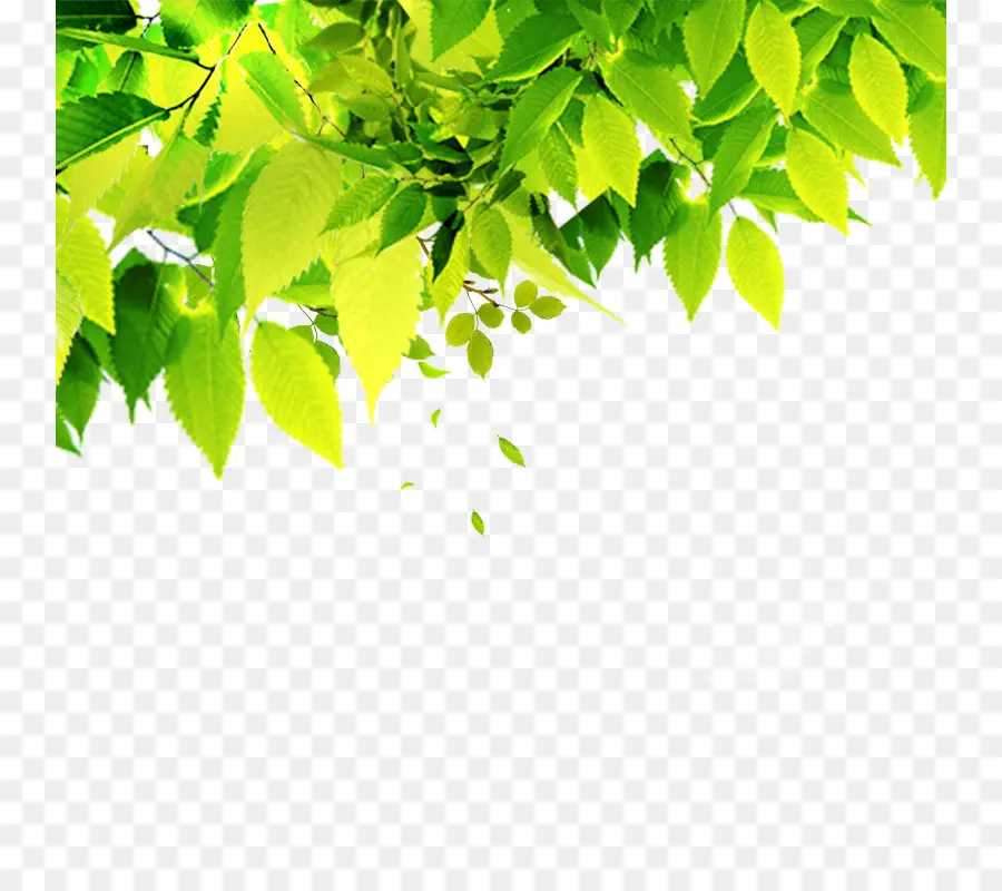 Folhas，Verde PNG