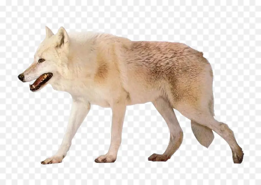 Checoslováquia Wolfdog，Arctic Wolf PNG
