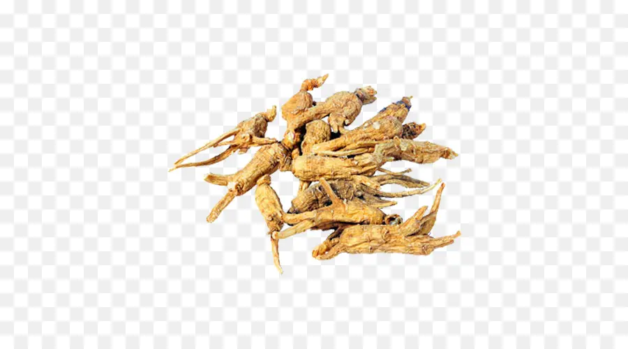 Ginseng Feminino，Ginseng Americano PNG