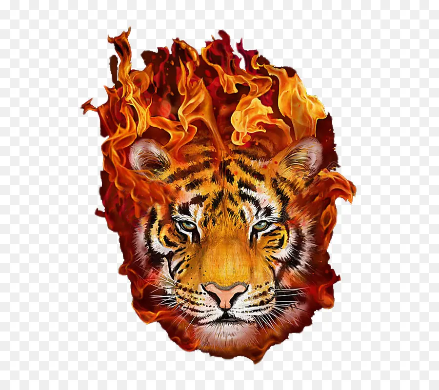 Tigre，Fogo PNG