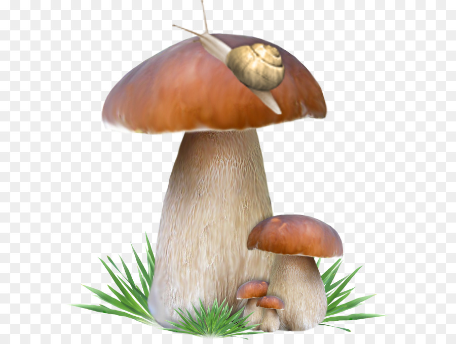 Cogumelos Vermelhos，Fungos PNG