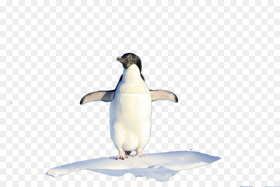 Pinguim，Neve PNG