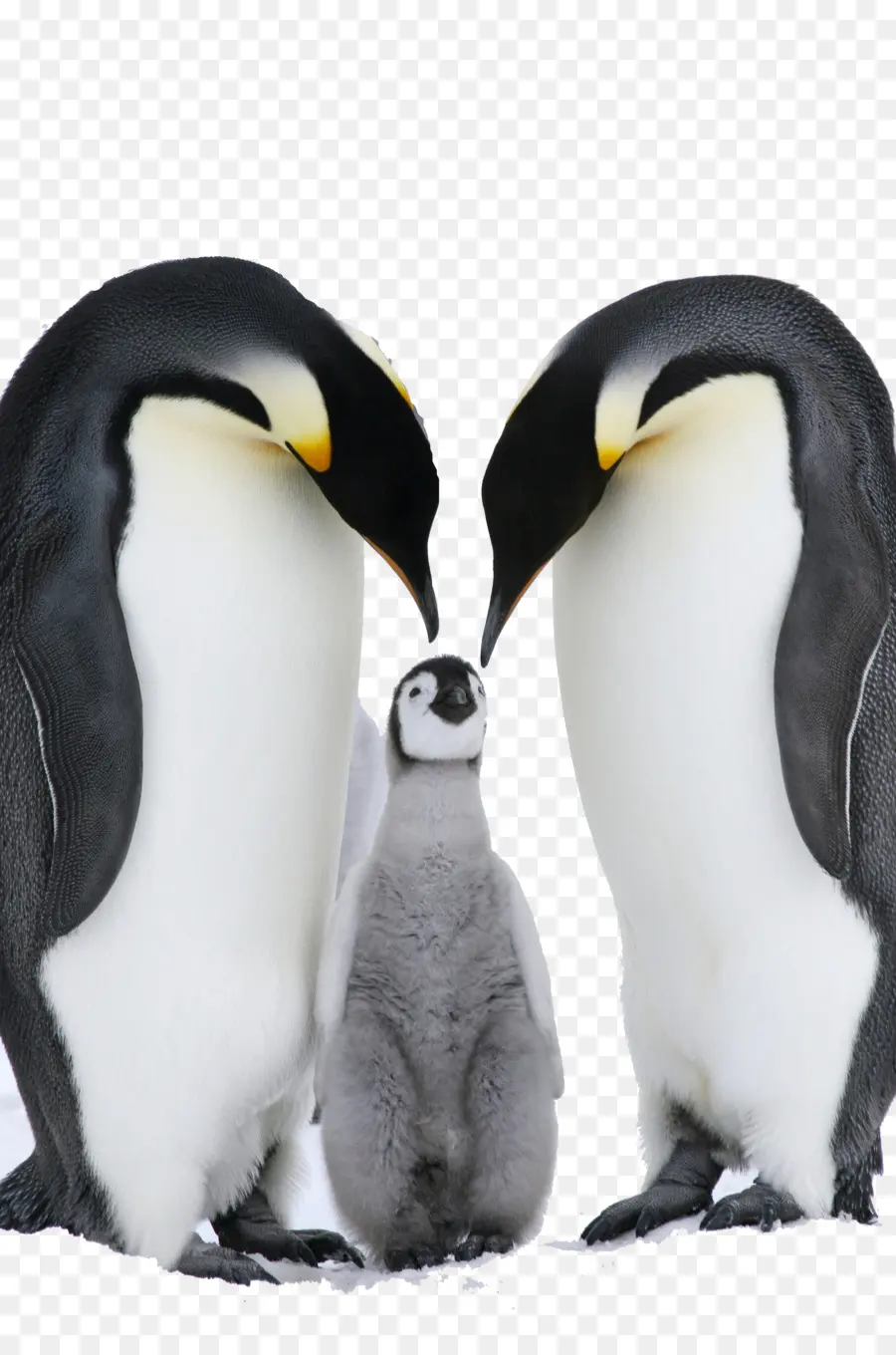 Pinguins，Família PNG