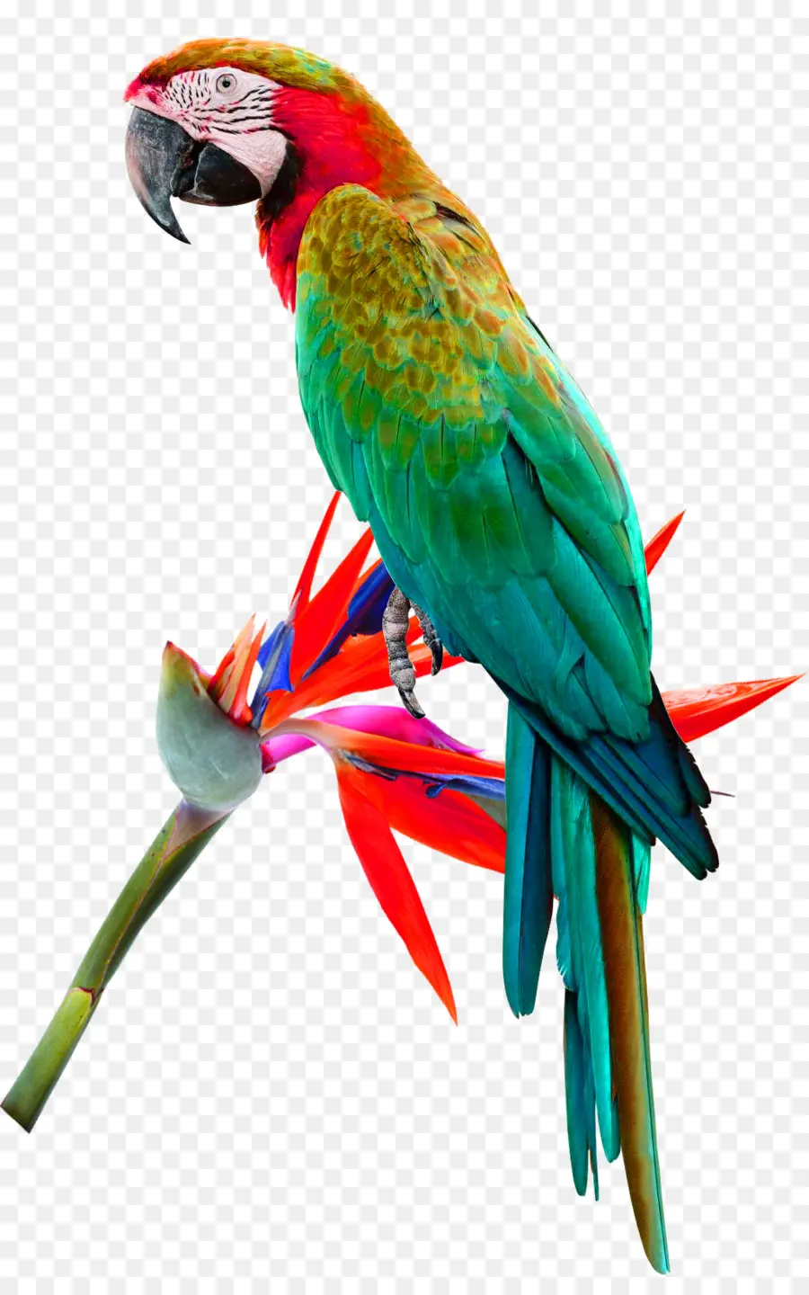 Aves，Redlored Amazon PNG