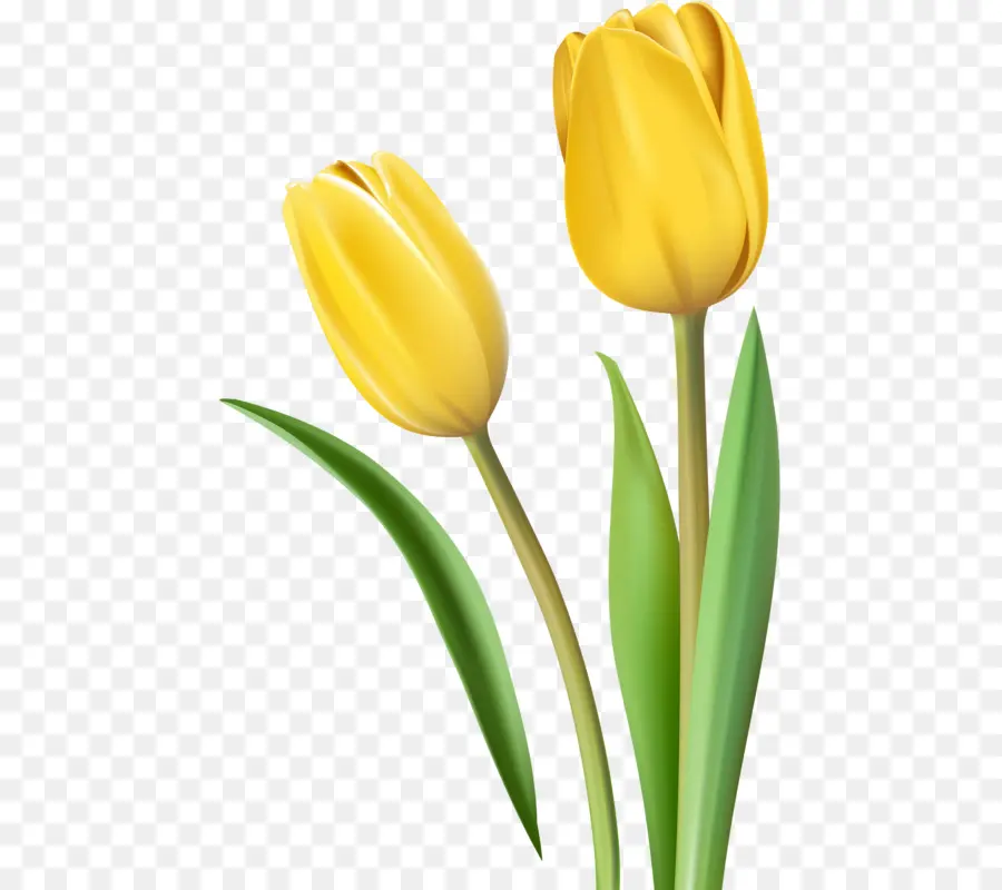 Tulip，Amarelo PNG