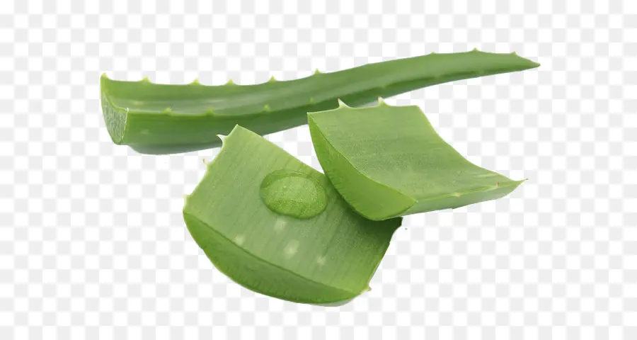 Aloe Vera，Aloe Vera A Planta Milagre PNG