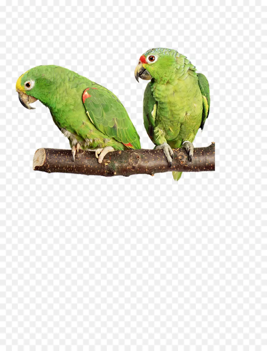 Papagaios Verdes，Filial PNG