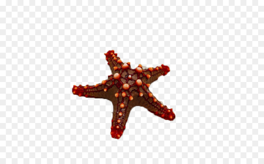 Mar Vermelho，Estrela Do Mar PNG