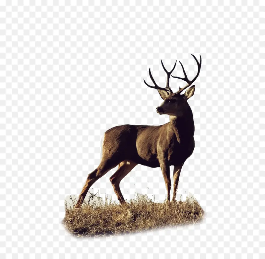 Roe Deer，Veado PNG