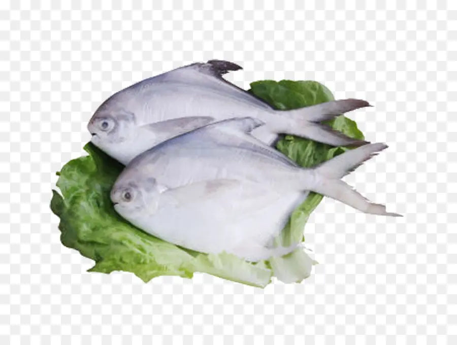 Peixe Pomfret，Frutos Do Mar PNG