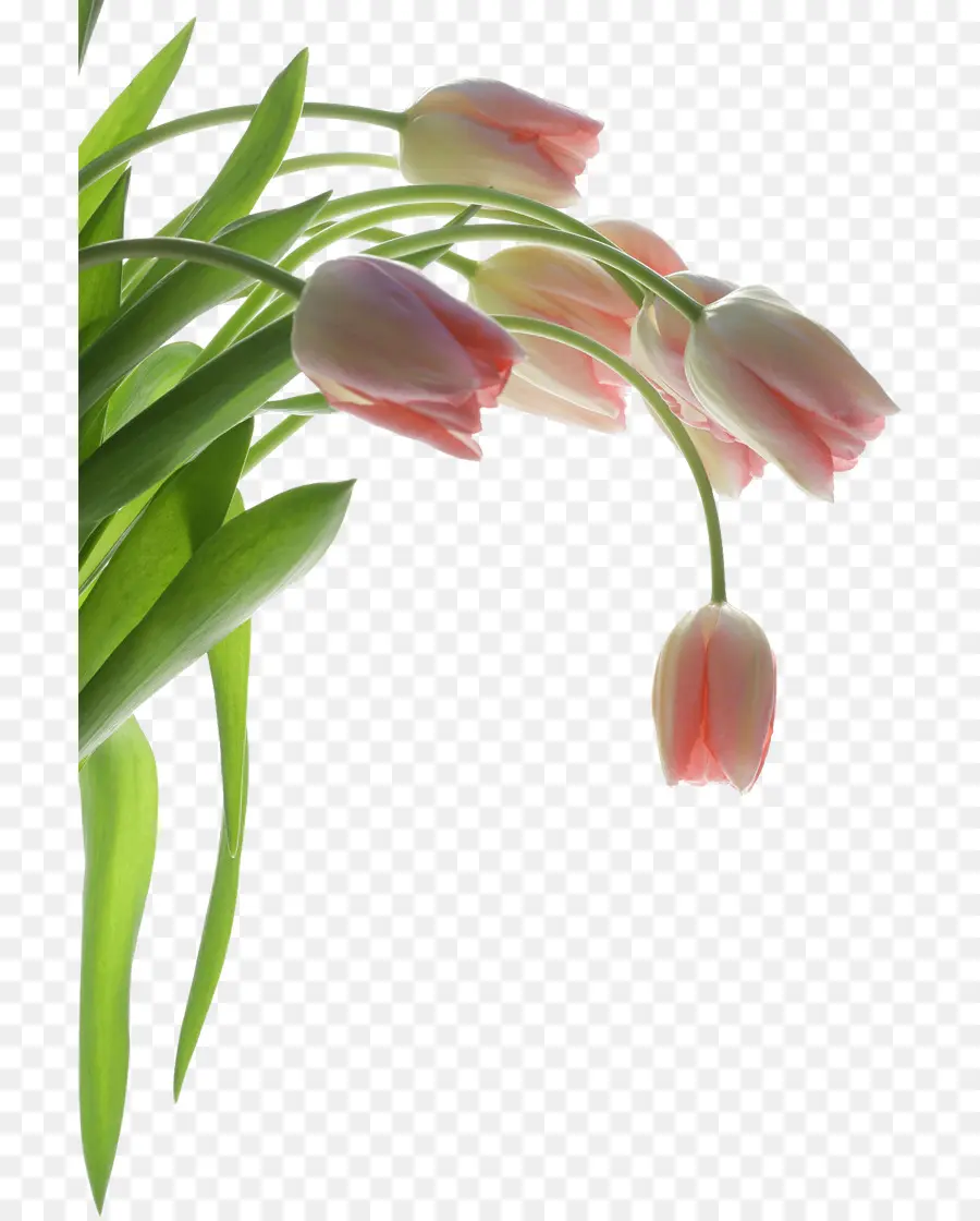Papel，Tulip PNG
