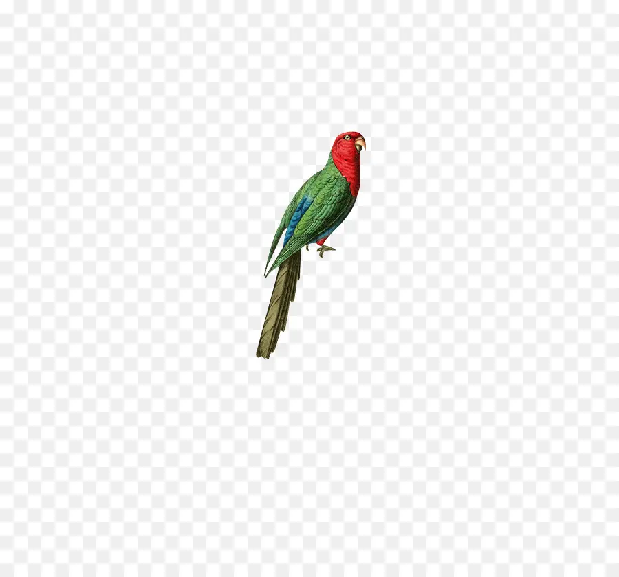 Papagaio，Aves PNG