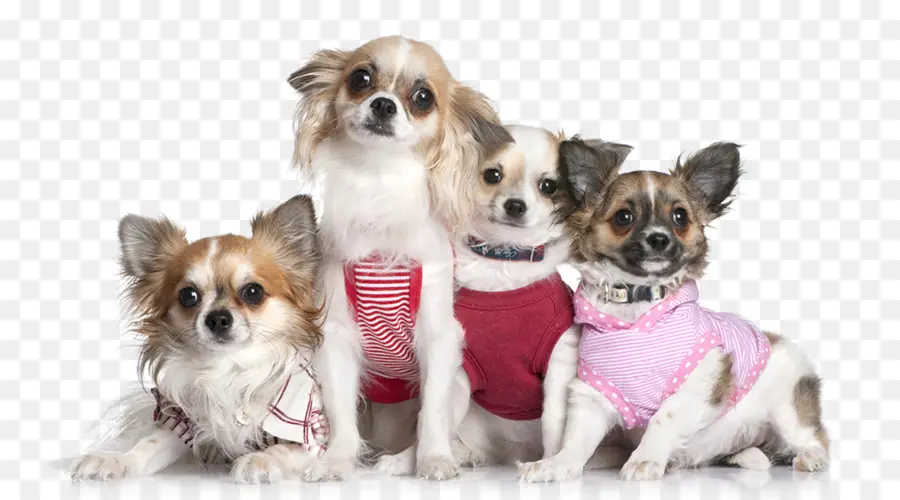 Chihuahua，Shih Tzu PNG