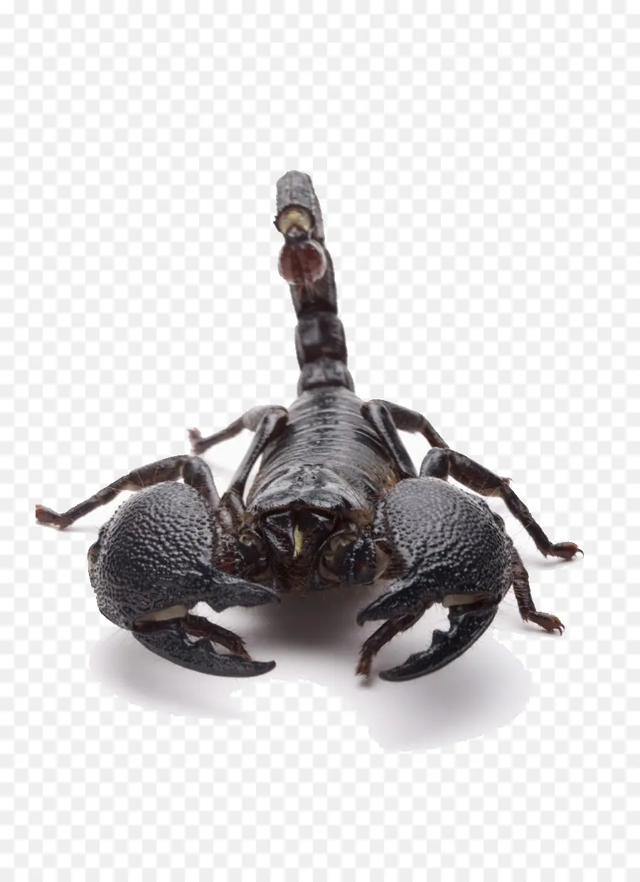 Escorpião，Ferrão PNG