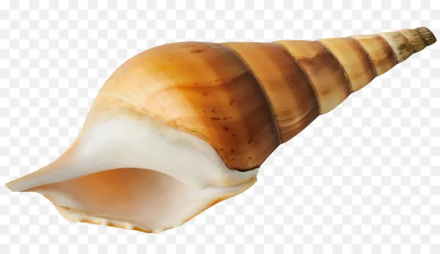Seashell，O Caracol Marinho PNG