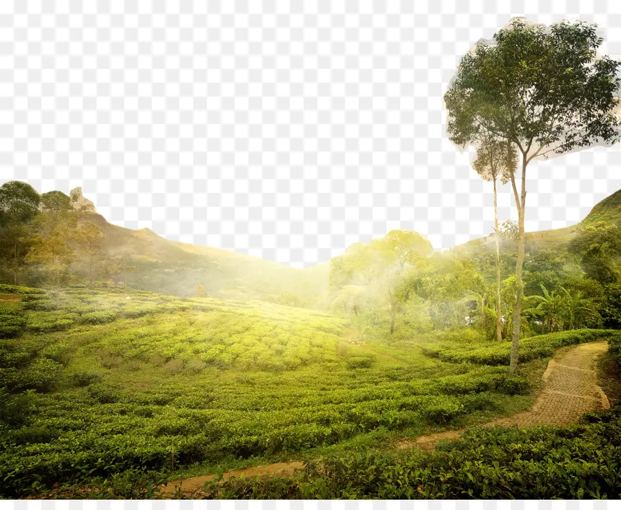 Chá，Sri Lanka PNG