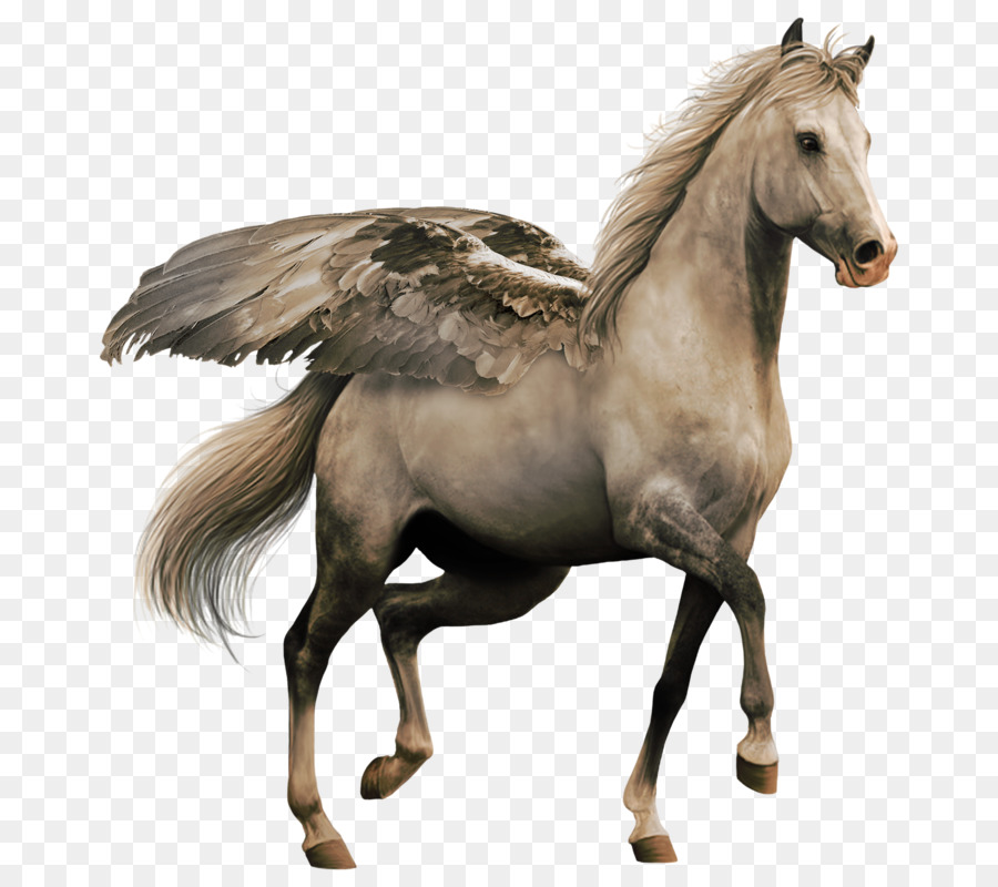 Cavalo fundo png & imagem png - Andaluz cavalo DeviantArt de