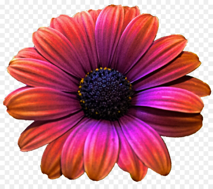 Transvaal Daisy，Roxo PNG