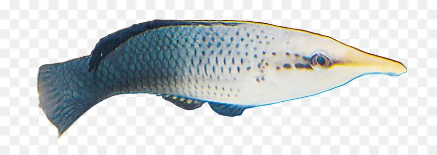 Peixe，Aquático PNG