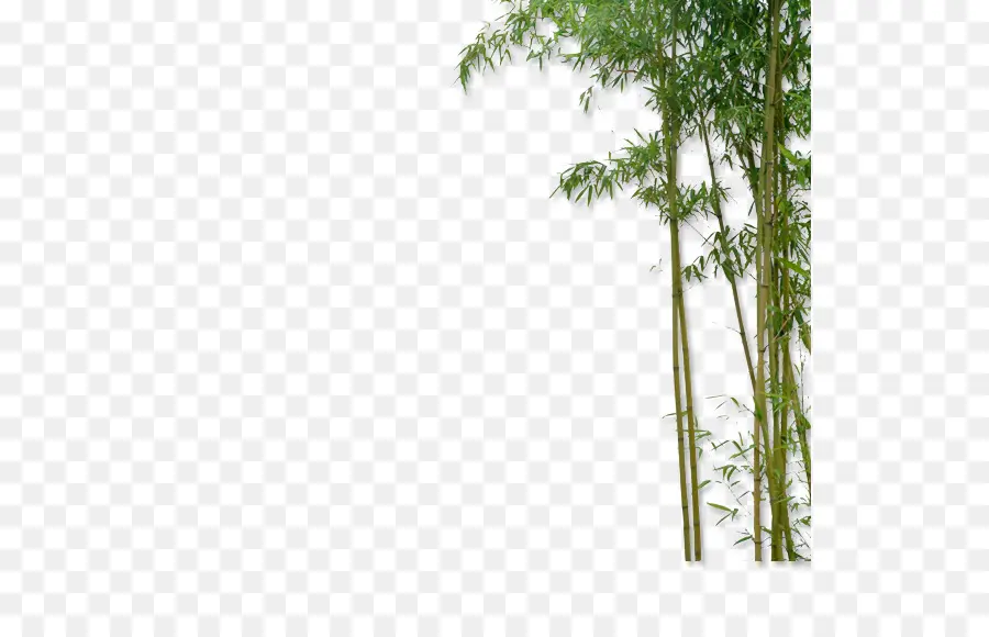 China，Bambu PNG