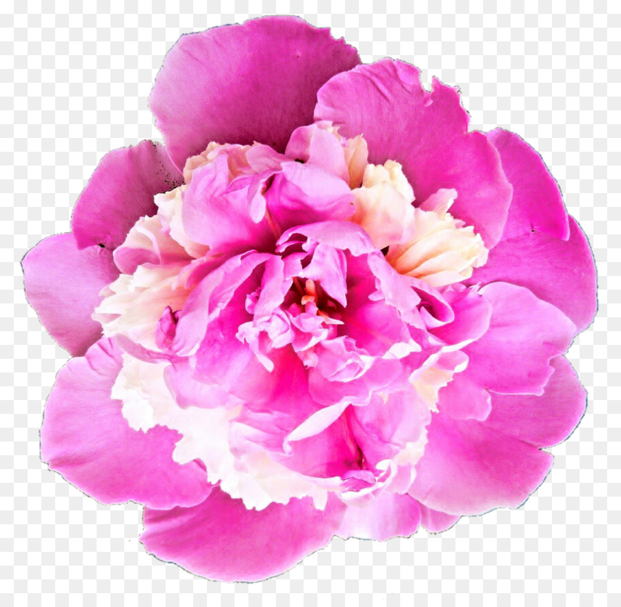 Flor Rosa，Florescer PNG