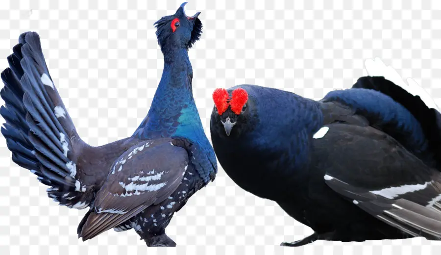 Aves，Black Grouse PNG