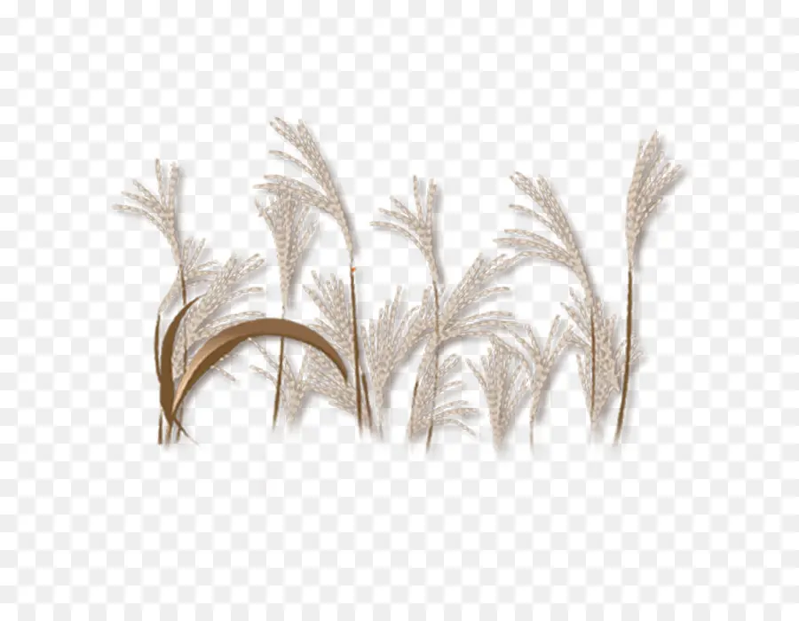 Planta，Comum Reed PNG