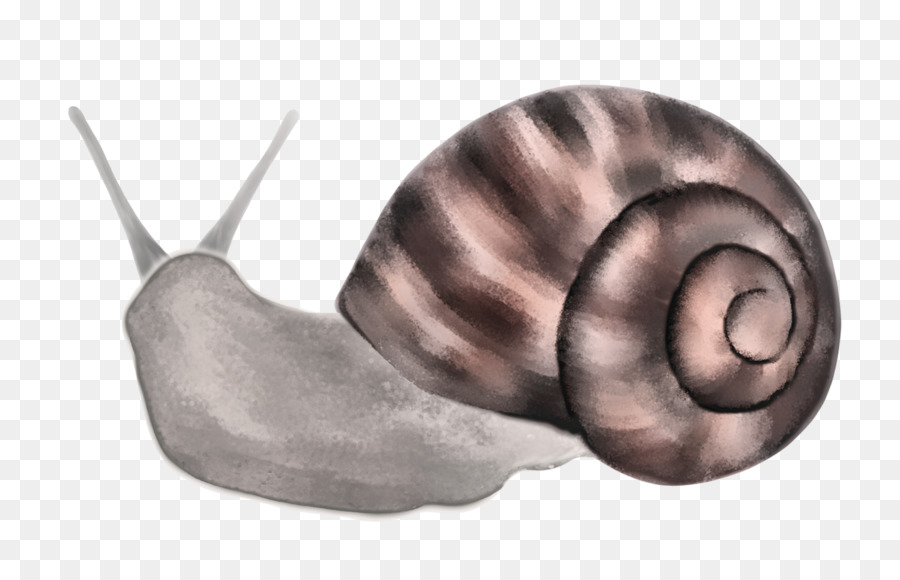 Caracol，Nautilida PNG