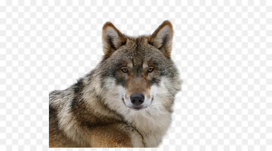 Checoslováquia Wolfdog，Saarloos Wolfdog PNG
