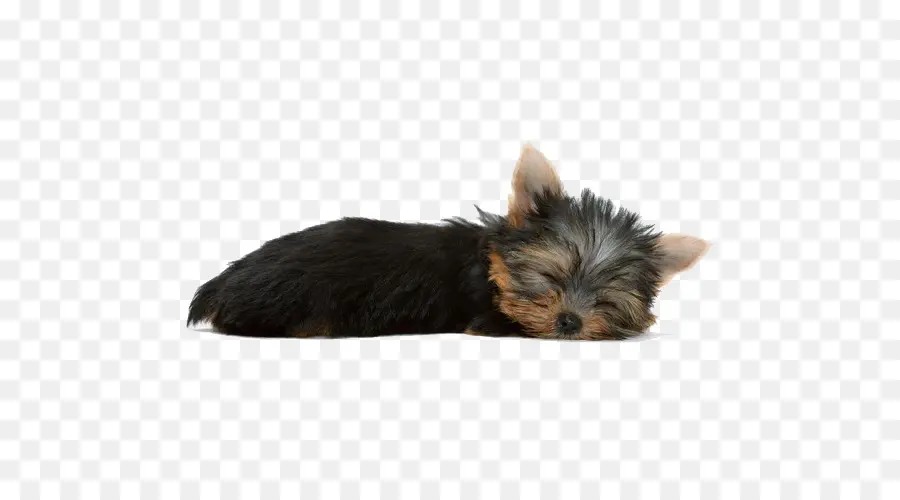 Yorkshire Terrier，Dachshund PNG