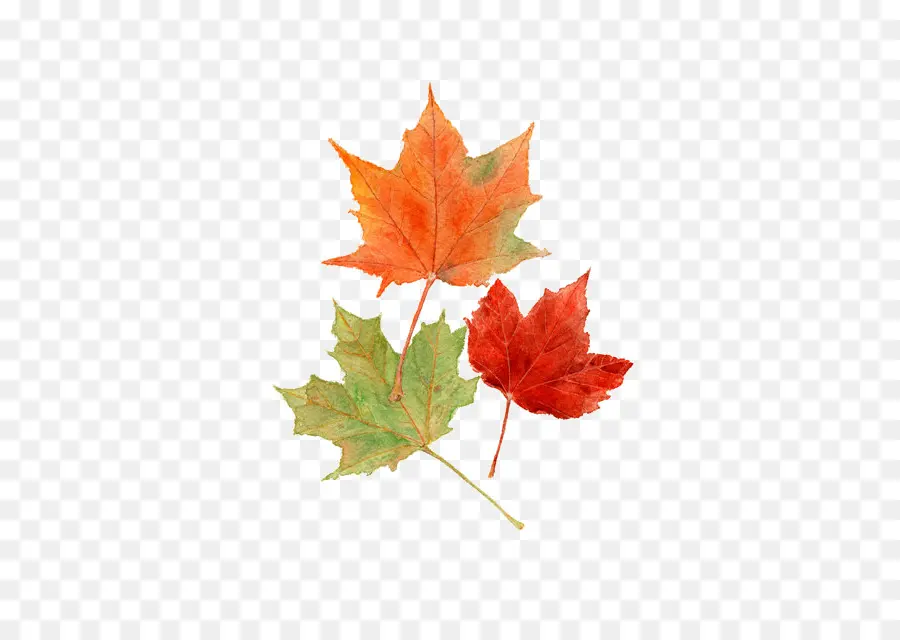 Folhas De Outono，Maple Leaf PNG