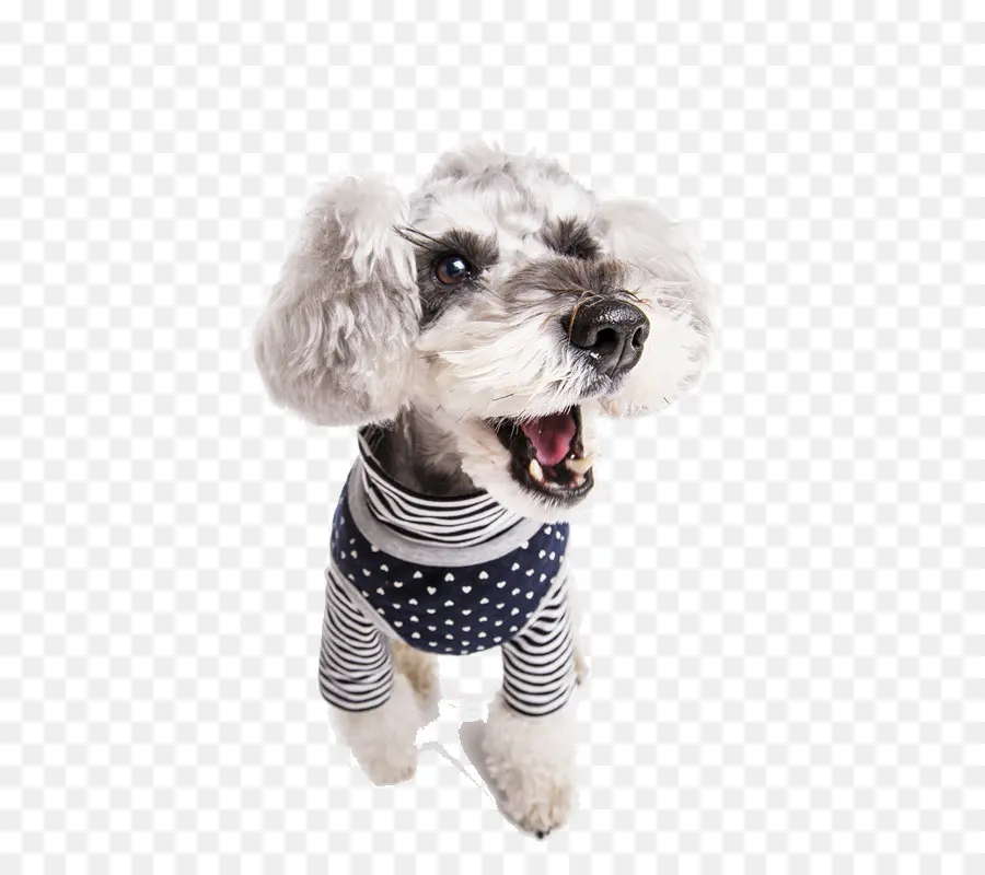 Cão，Gato PNG