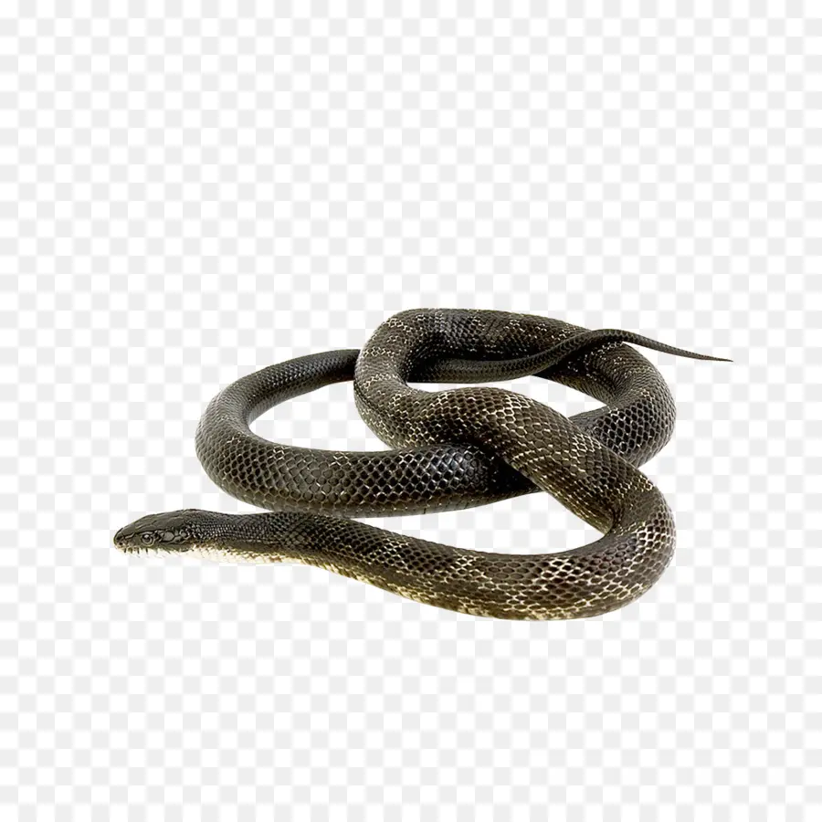Cobra，Verde Anaconda PNG