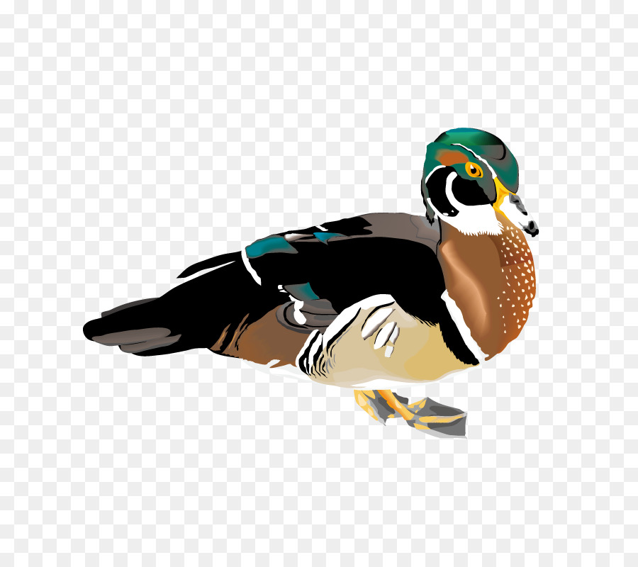 Pato，Animais Selvagens PNG