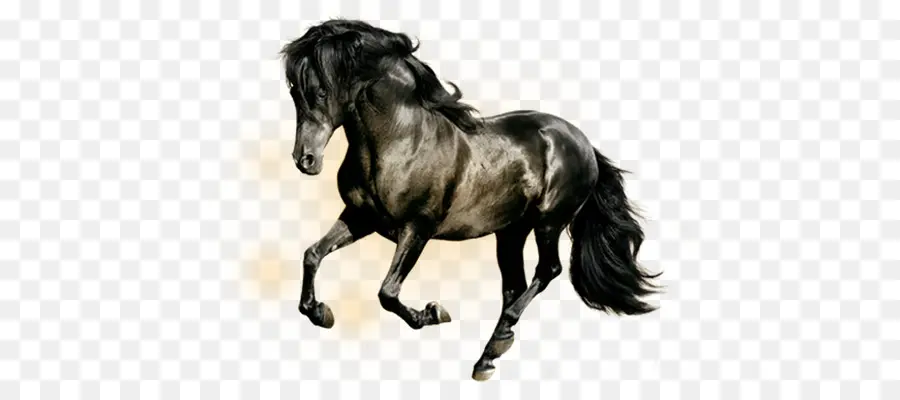 Cavalo árabe，Cavalos PNG