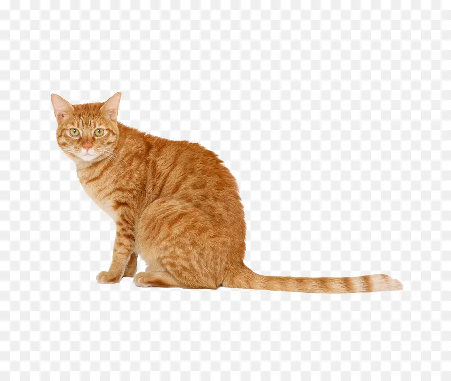 Gato Laranja Deitado，Mentindo PNG